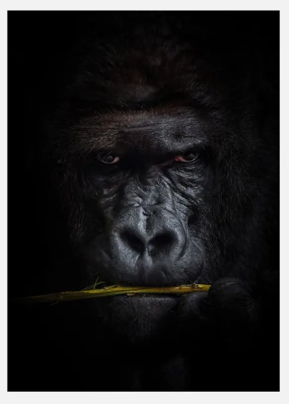 Mysterious Gorilla Canvastavla (30x40 cm)