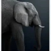 Namibian Elephant Canvastavla (30x40 cm)