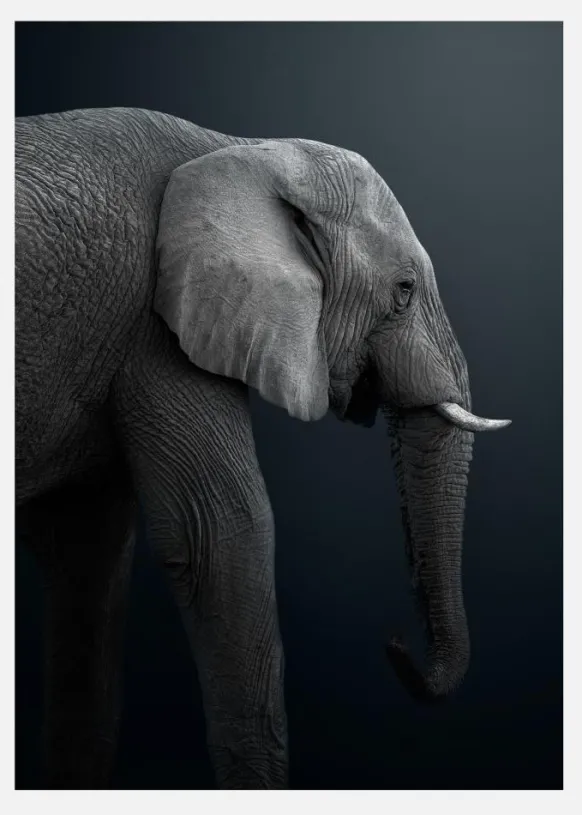 Namibian Elephant Canvastavla (30x40 cm)