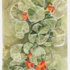Nasturtium Tapestry Canvastavla (30x40 cm)