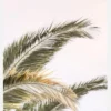 Oasis Palm 03 Canvastavla (30x40 cm)
