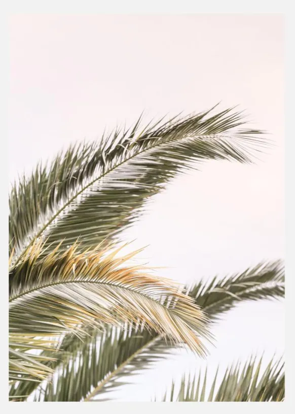Oasis Palm 03 Canvastavla (30x40 cm)