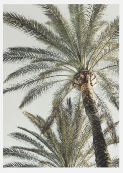 Palm 005 Canvastavla (30x40 cm)