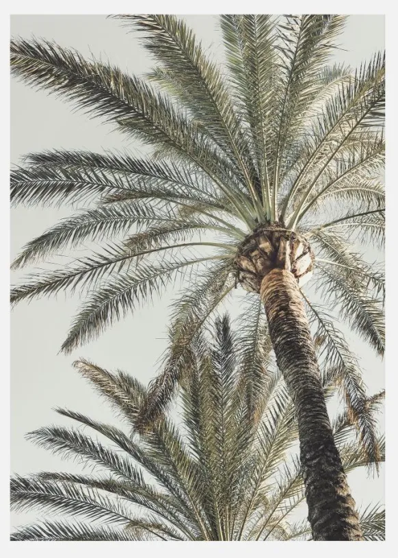 Palm 005 Canvastavla (30x40 cm)