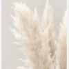 Pampas Grass IIIi Canvastavla (30x40 cm)