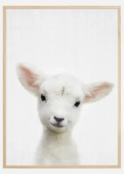Peekaboo Baby Sheep Poster (21x29.7 cm (A4))