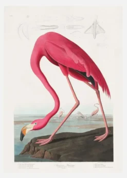 Pink Flamingo From Birds Of America (1827) Canvastavla (30x40 cm)