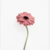 Pink Gerbera Canvastavla (30x40 cm)