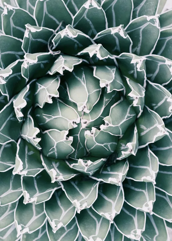 Plant Poster (21x29.7 cm (A4))