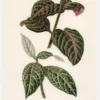 Plectranthus Scutellarioides Canvastavla (30x40 cm)
