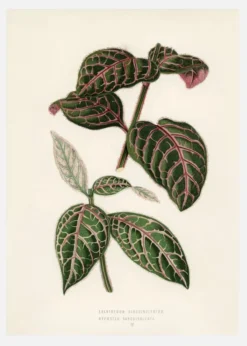 Plectranthus Scutellarioides Canvastavla (30x40 cm)