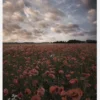 Poppy Field In Sweden Canvastavla (30x40 cm)