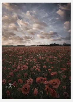 Poppy Field In Sweden Canvastavla (30x40 cm)