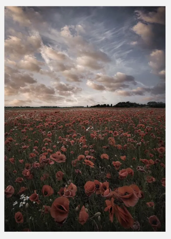Poppy Field In Sweden Canvastavla (30x40 cm)