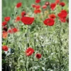 Poppy Fields Canvastavla (30x40 cm)