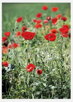 Poppy Fields Canvastavla (30x40 cm)