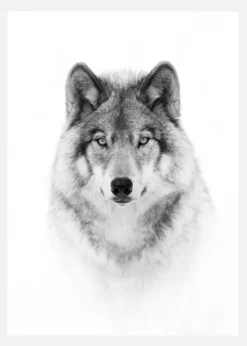 Portrait Of A Timber Wolf Canvastavla (30x40 cm)