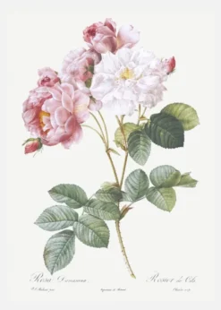Rosa Damascena Canvastavla (30x40 cm)