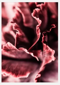 Rose Petals Canvastavla (30x40 cm)