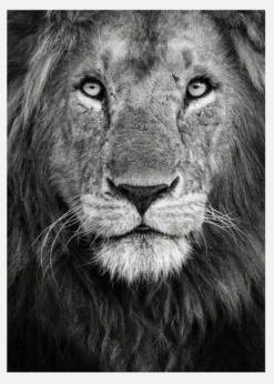 Royal Lion Portrait Canvastavla (30x40 cm)