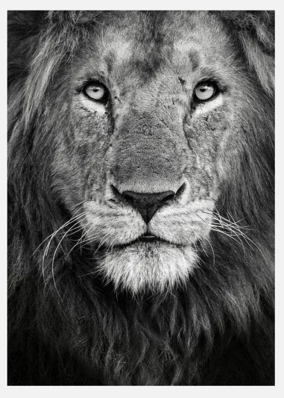 Royal Lion Portrait Canvastavla (30x40 cm)