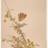 Scrub Warbler Poster (21x29.7 cm (A4))