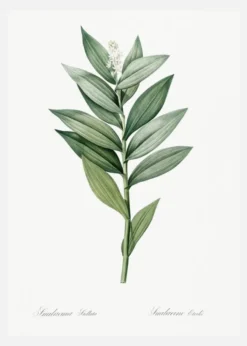 Smilacina Stellata Canvastavla (30x40 cm)