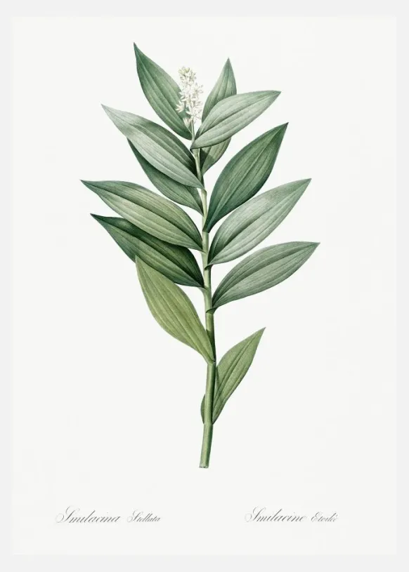 Smilacina Stellata Canvastavla (30x40 cm)