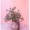 Spanish Rustic Succulent Canvastavla (30x40 cm)