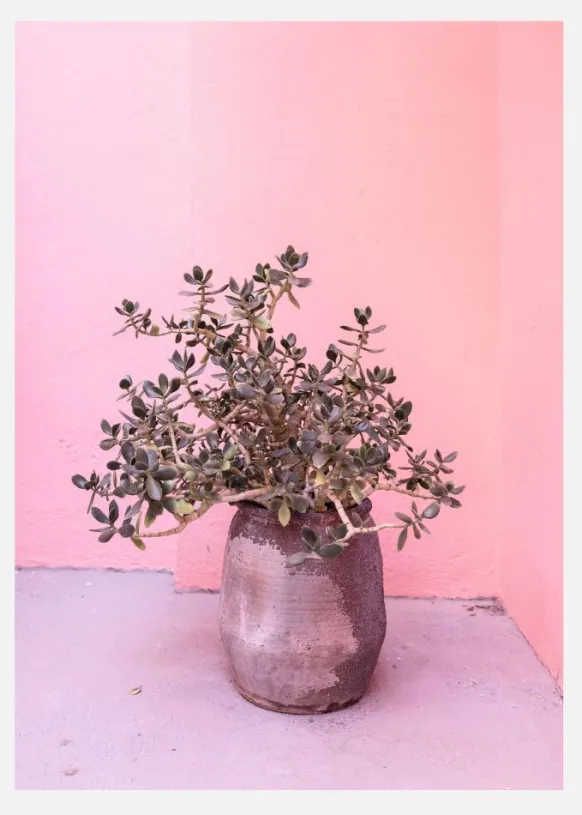 Spanish Rustic Succulent Canvastavla (30x40 cm)