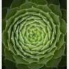 Succulent Canvastavla (30x40 cm)