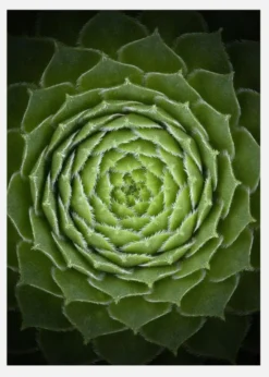 Succulent Canvastavla (30x40 cm)