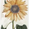 Sunflower Art Canvastavla (30x40 cm)
