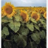 Sunflowers Canvastavla (30x40 cm)