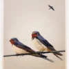 Swallows Canvastavla (30x40 cm)