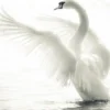 Swan Poster (21x29.7 cm (A4))