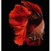 The Red Canvastavla (30x40 cm)