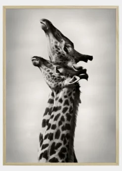 True Love Poster (21x29.7 cm (A4))
