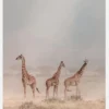 Weathering The Amboseli Dust Devils Canvastavla (30x40 cm)
