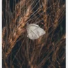 White Butterfly Canvastavla (30x40 cm)