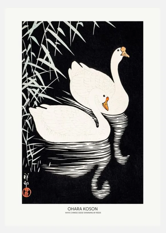 White Chinese Geese Swimming By Reeds Canvastavla (30x40 cm)
