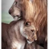 Wild Lion Love Canvastavla (30x40 cm)