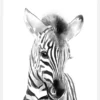 Zebra Watercolor Canvastavla (30x40 cm)